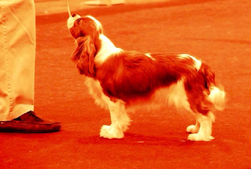 CH. Juliette De Los Ursidos Kodiak